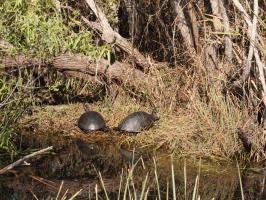 Two turtles in Shark Valley on bike path to tower