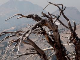 Close up of dead tree seen while descending Lassen Peak