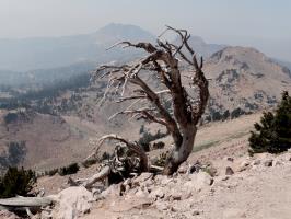 Dead tree seen while descending Lassen Peak