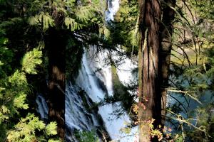Burney Falls seen through trees near end of hiking loop
