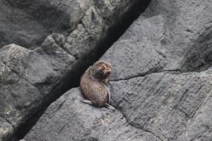 Baby seal in Milford Sound