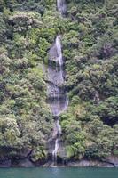 Trees and waterfall in Milford Sound