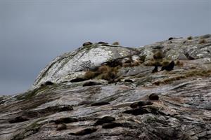 Seals on Shelter Islands, close up