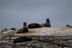 Seals on Shelter Islands, close up