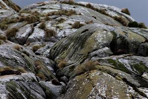 Seals on Shelter Islands