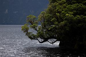 Trees on an island seen in Doubtful Sound