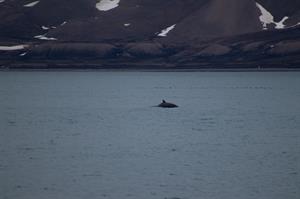 whale-seen-in-billefjorden