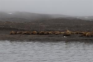 Walrus colony in Borebukta