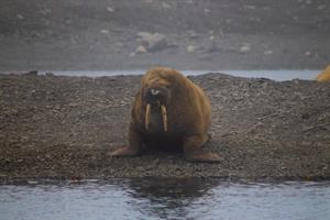 Walrus Safari from Longyearbyen