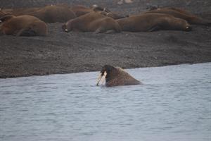 Walrus in water at colony in Borebukta