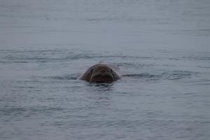 Walrus in water with head out of water