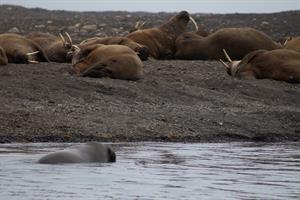 Walruses with one in water at colony in Borebukta