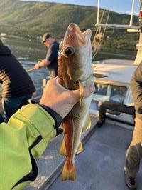 Cod Fish caught on boat