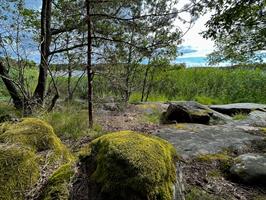 Moss on rocks in Porkkalanniemi