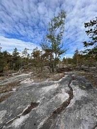 Tree and rocks in Porkkalanniemi